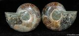 Small Desmoceras Ammonite Pair #397-1